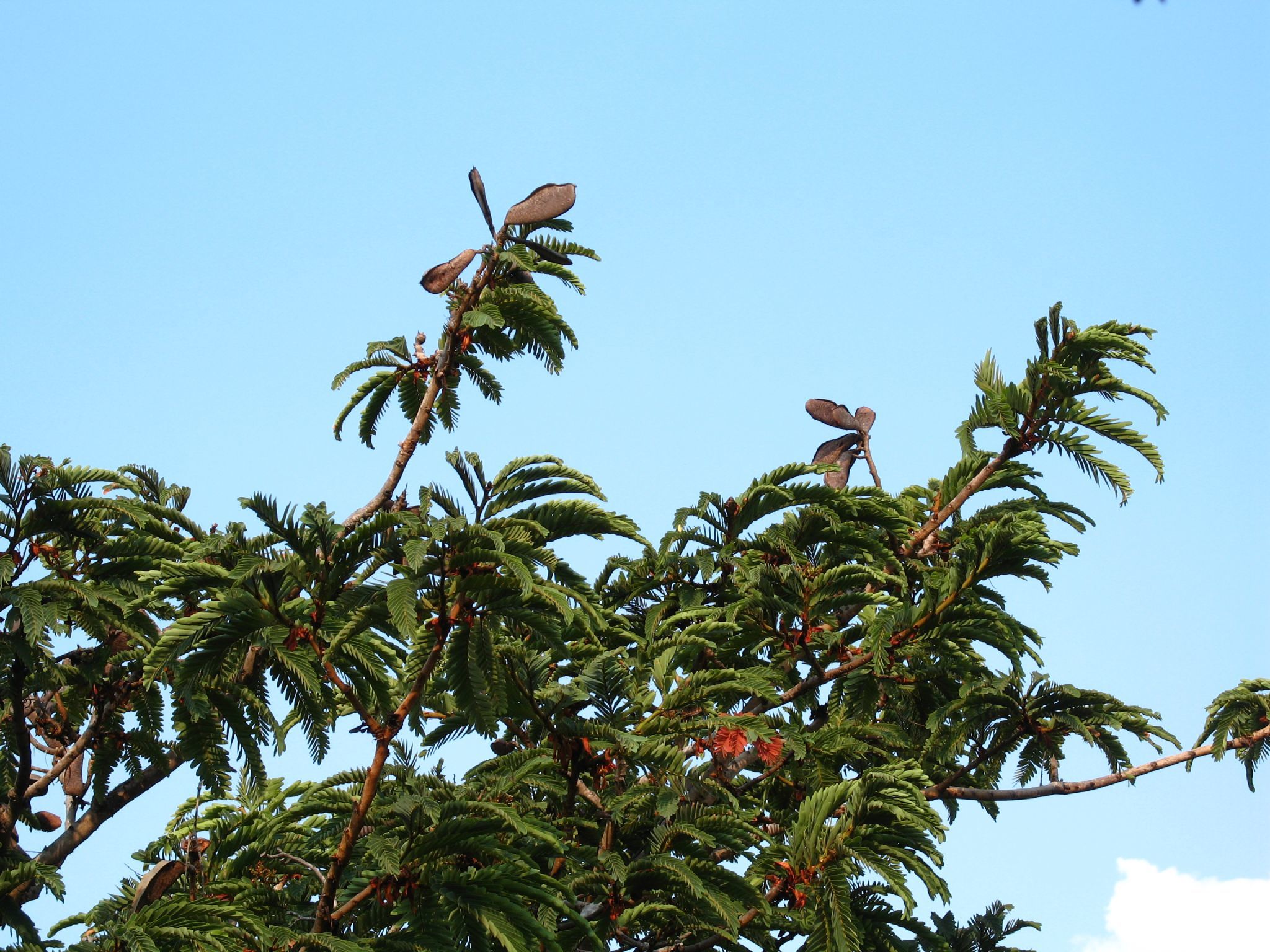 Brachystegia boehmii (rights holder: Steven Haw)