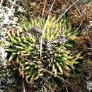 Image of Haworthia chloracantha var. subglauca Poelln.