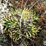 Haworthia chloracantha var. subglauca Poelln. resmi