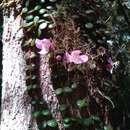 Imagem de Medinilla sedifolia Jumelle & Perrier