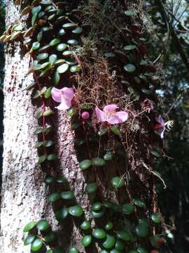 Слика од Medinilla sedifolia Jumelle & Perrier