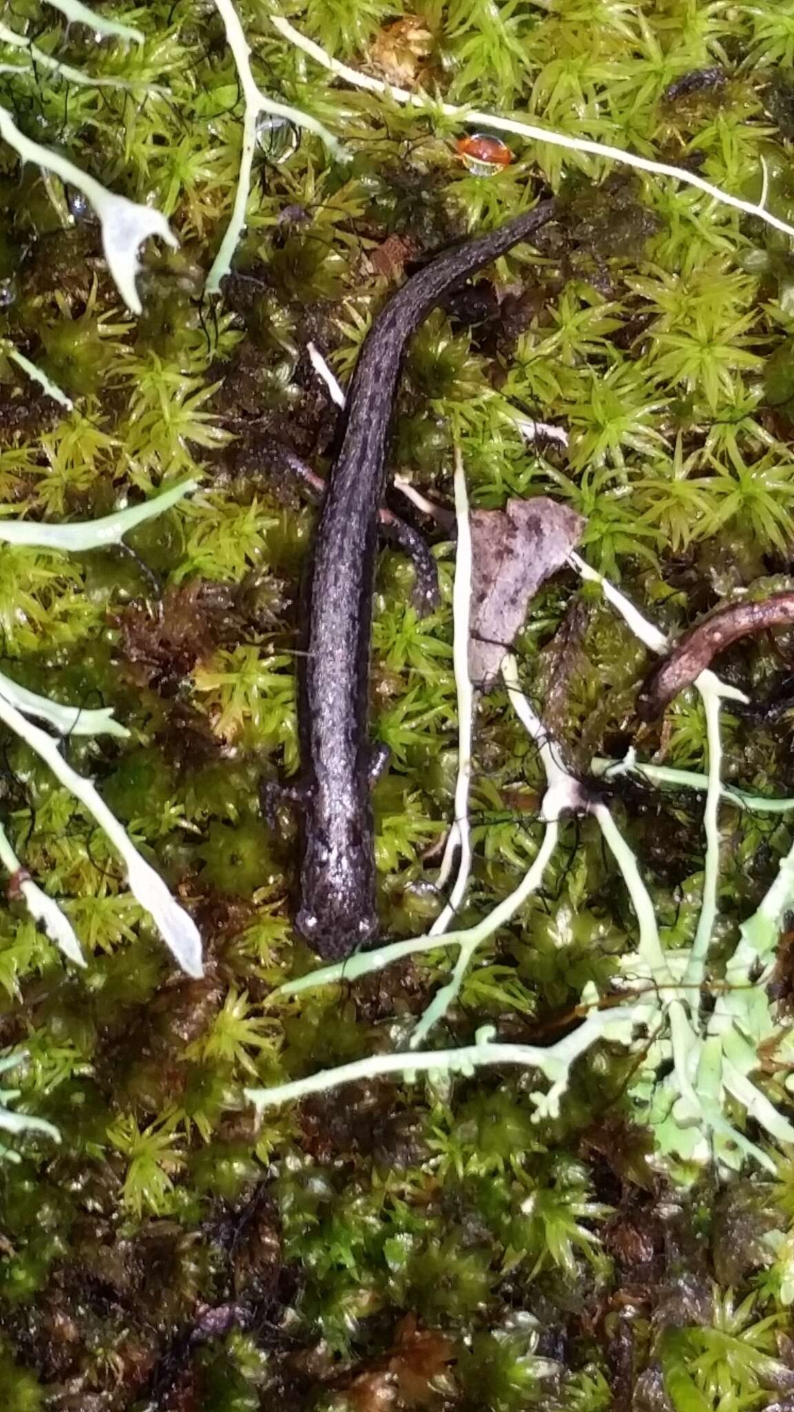Image of Terrestrial splayfoot salamander