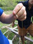 Image of Glass Lizards