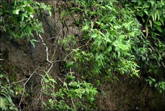 Image of Dusky-headed Parakeet