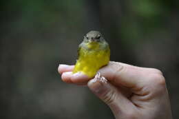 Image of Mourning Warbler