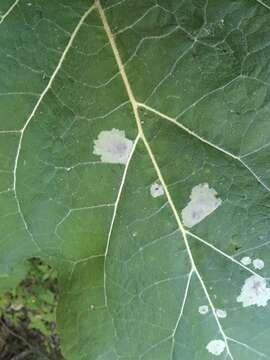 Image of Calycomyza flavinotum Frick 1956