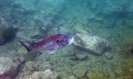 Image of Blackhead Seabream