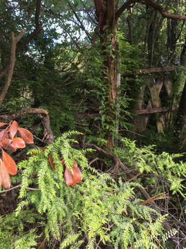 Image of Asparagus scandens Thunb.