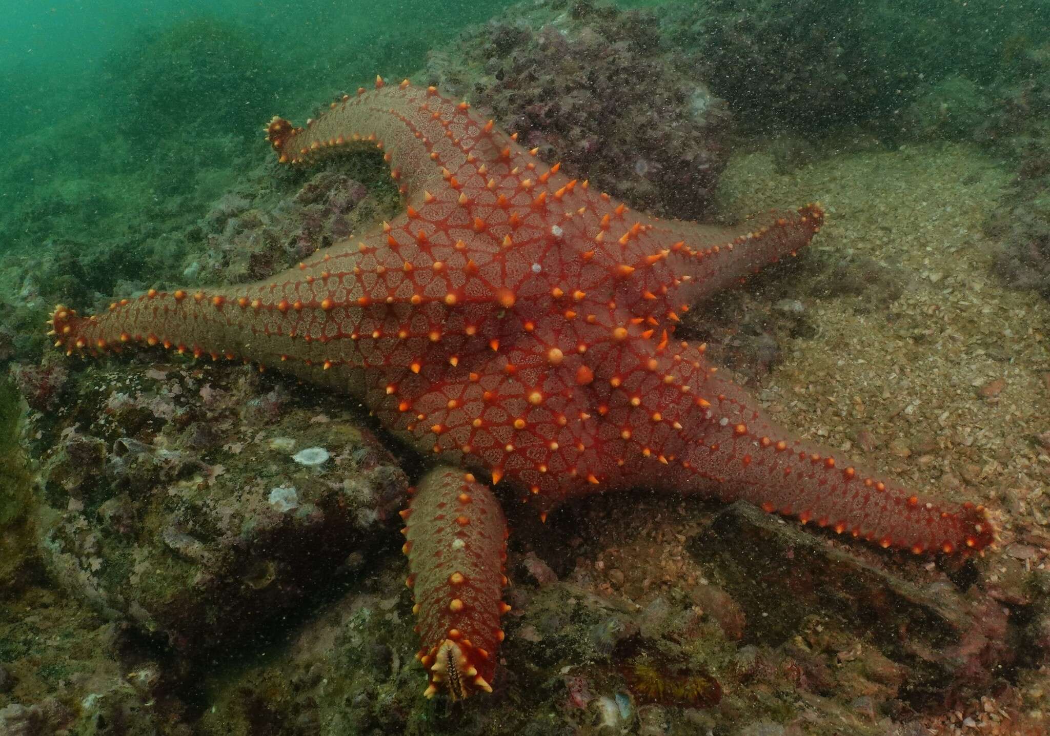 Image of Pentaceraster chinensis (Gray 1840)