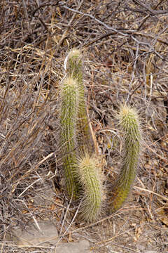 Echinopsis quadratiumbonata (F. Ritter) D. R. Hunt resmi