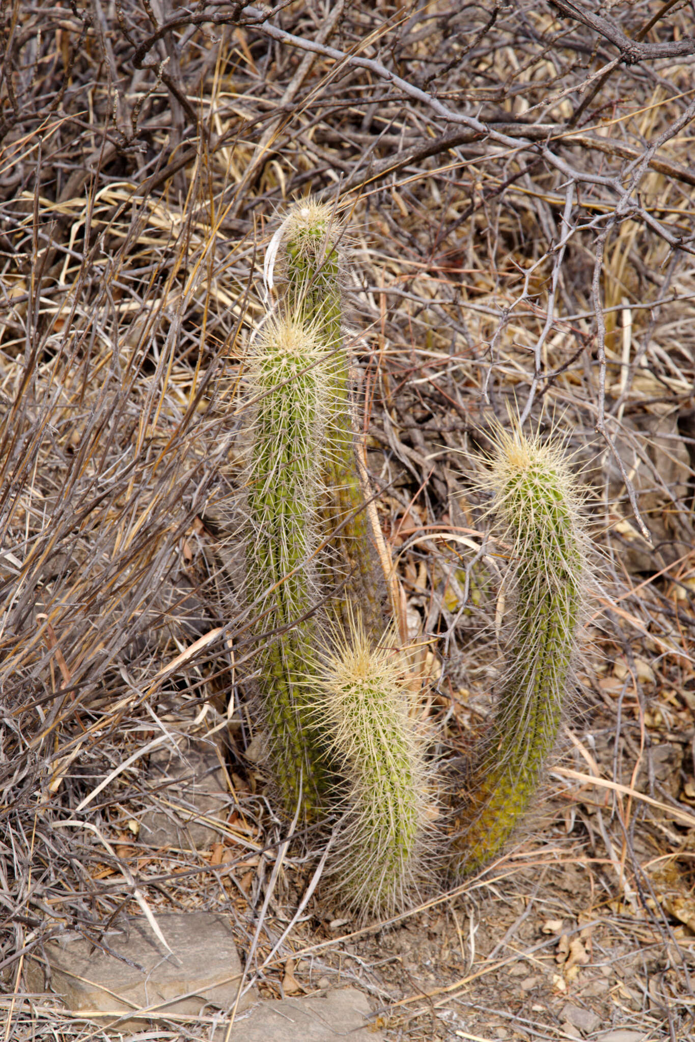 Imagem de Echinopsis quadratiumbonata (F. Ritter) D. R. Hunt