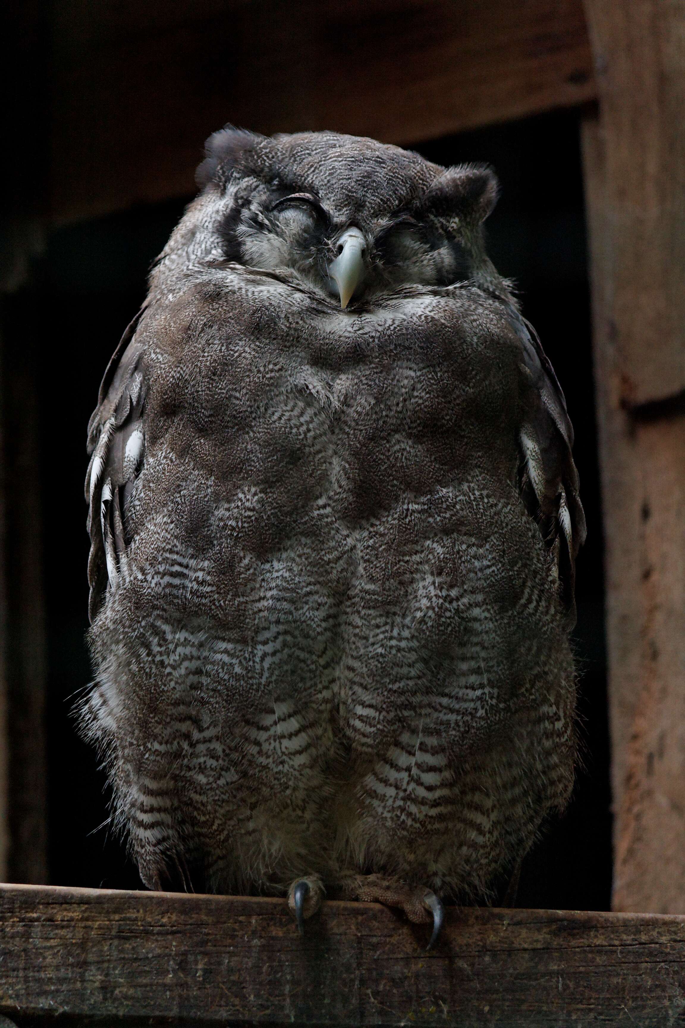 Bubo lacteus (Temminck 1820)的圖片