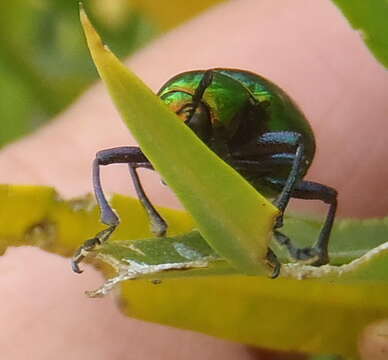 Слика од <i>Platycorynus dejeani</i>