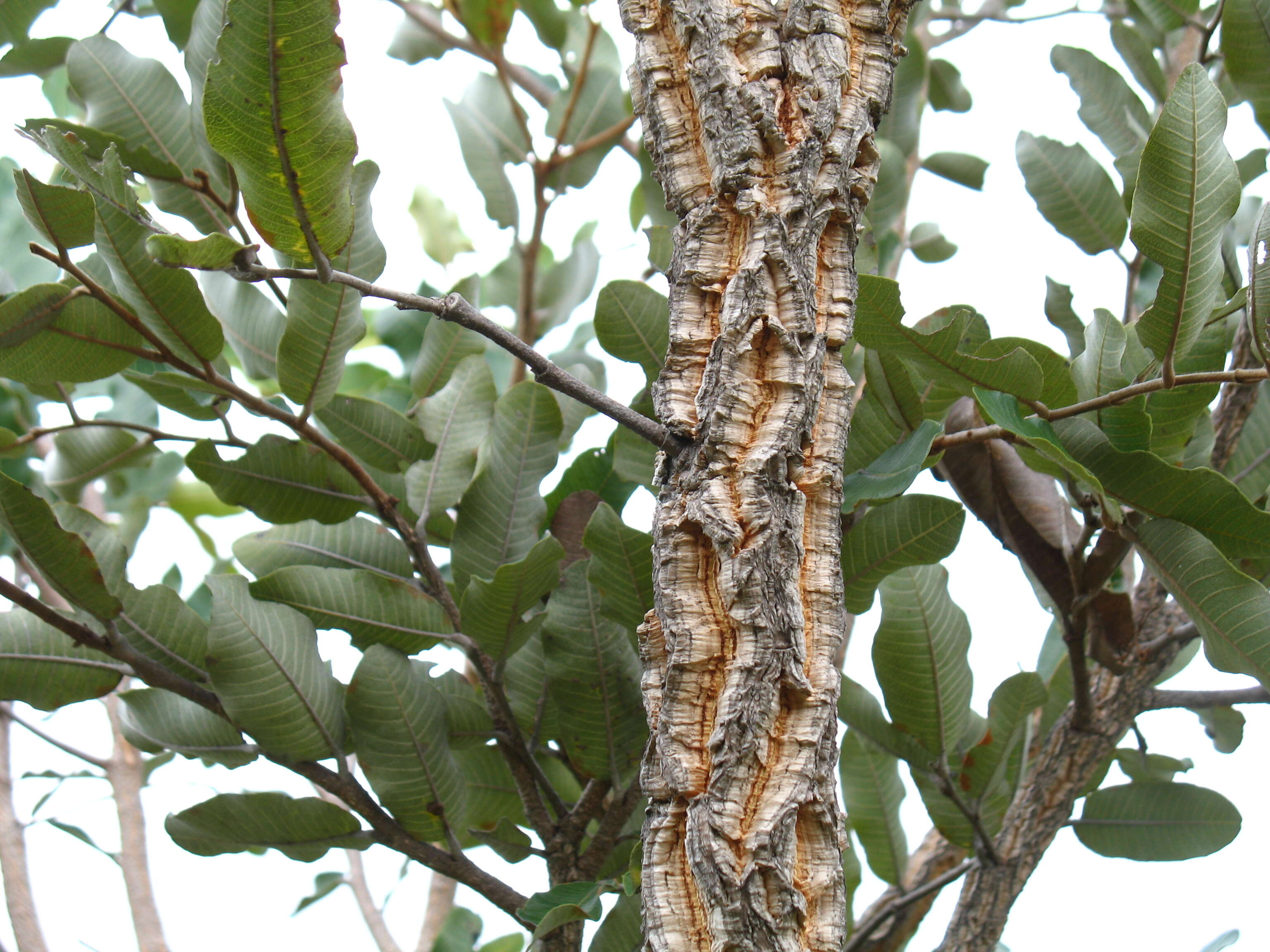 Image of Mobola plum