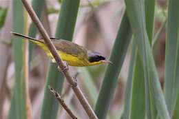 Geothlypis Cabanis 1847 resmi