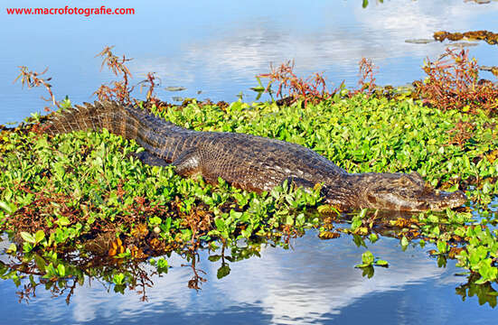 Image of Yacare caiman