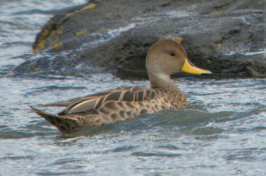 Image of Yellow-billed Pintail