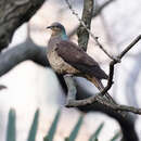 Image of Barred Cuckoo Dove