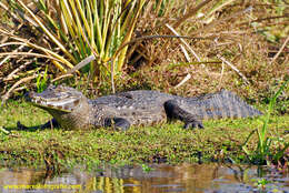 Image of Yacare caiman