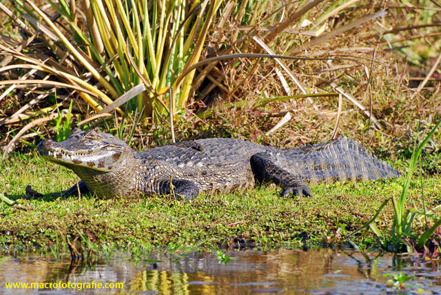 Image of Yacare caiman