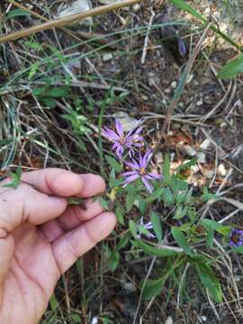 Image of barrens silky aster