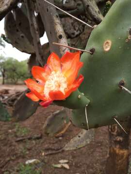 Imagem de Opuntia quimilo K. Schum.