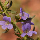 Image de Stemodia florulenta W. R. Barker