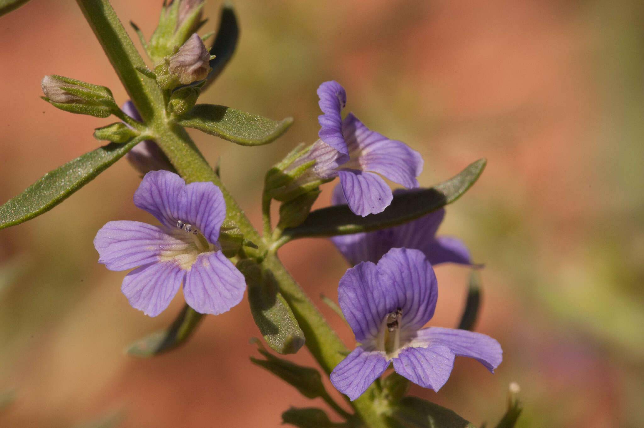 Слика од Stemodia florulenta W. R. Barker