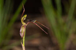 Image of Chiloglottis anaticeps D. L. Jones