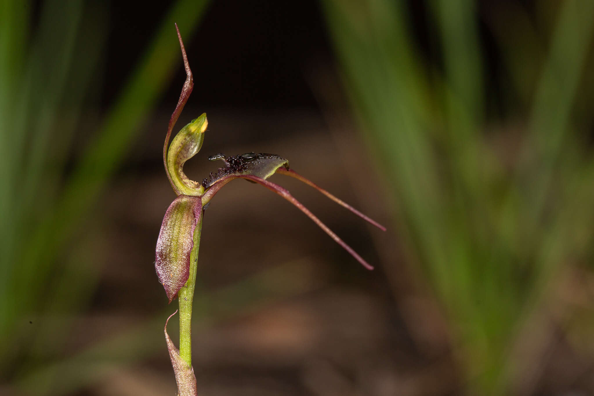 Image of Chiloglottis anaticeps D. L. Jones