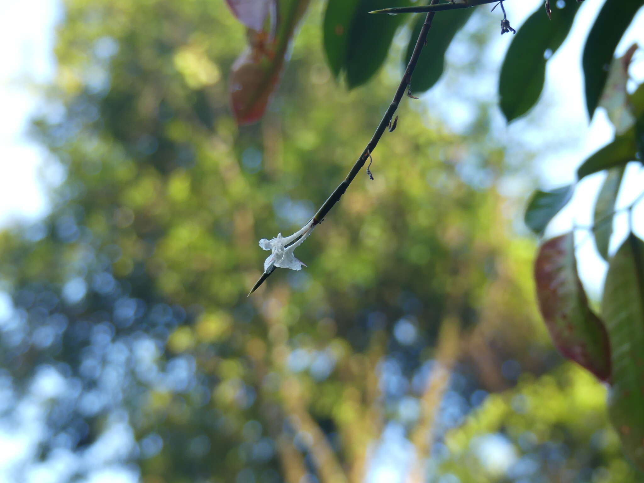 Plancia ëd Ischnosiphon centricifolius L. Andersson