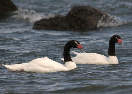 Image of Black-necked Swan