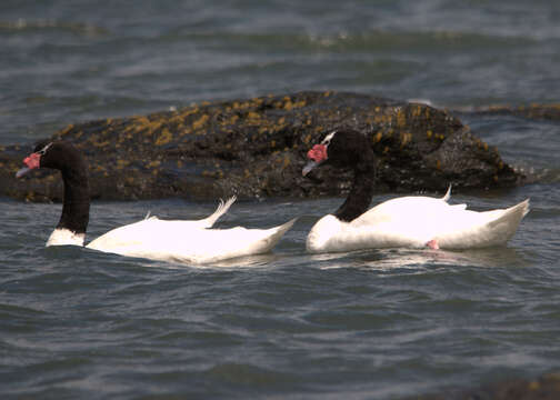 Image of Black-necked Swan