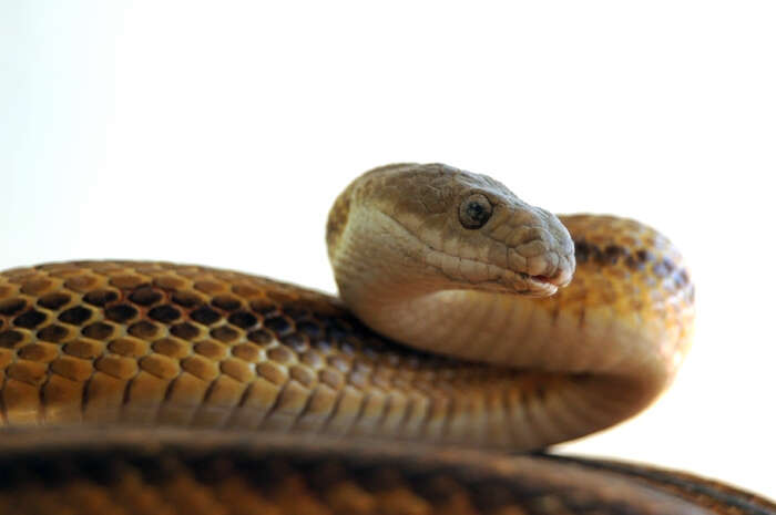 Image of black rat snake