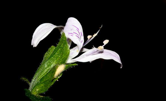 Image of Hypoestes triflora (Forssk.) Roem. & Schult.