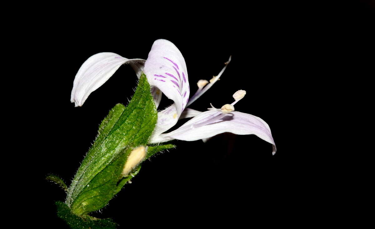 صورة Hypoestes triflora (Forssk.) Roem. & Schult.