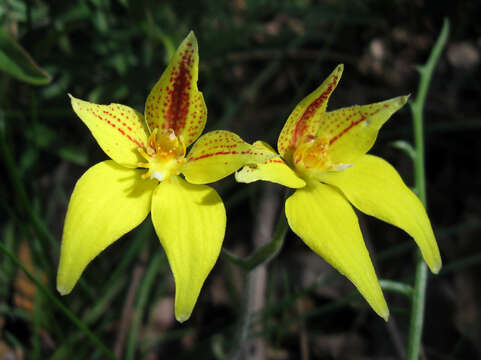 Image of Caladenia flava R. Br.