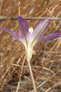 Слика од Brodiaea santarosae T. J. Chester, W. P. Armstr. & Madore