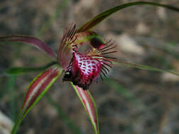 Image of Carousel spider orchid