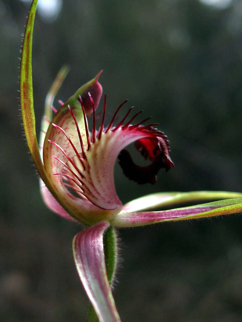 Image of Carousel spider orchid