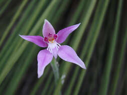 Image of Pink fairy orchid