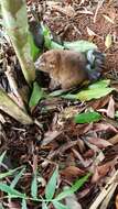 Image of Herbert River Ringtail Possum