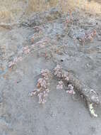 Image of Ben Lomond spineflower