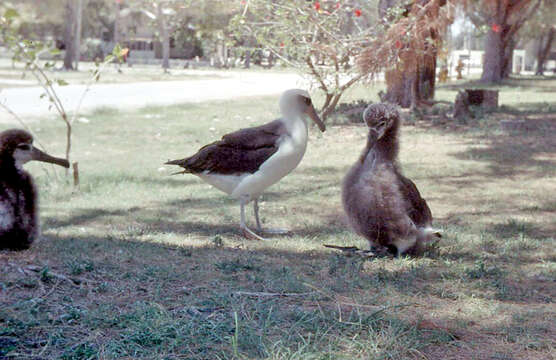 Image of Laysan Albatross