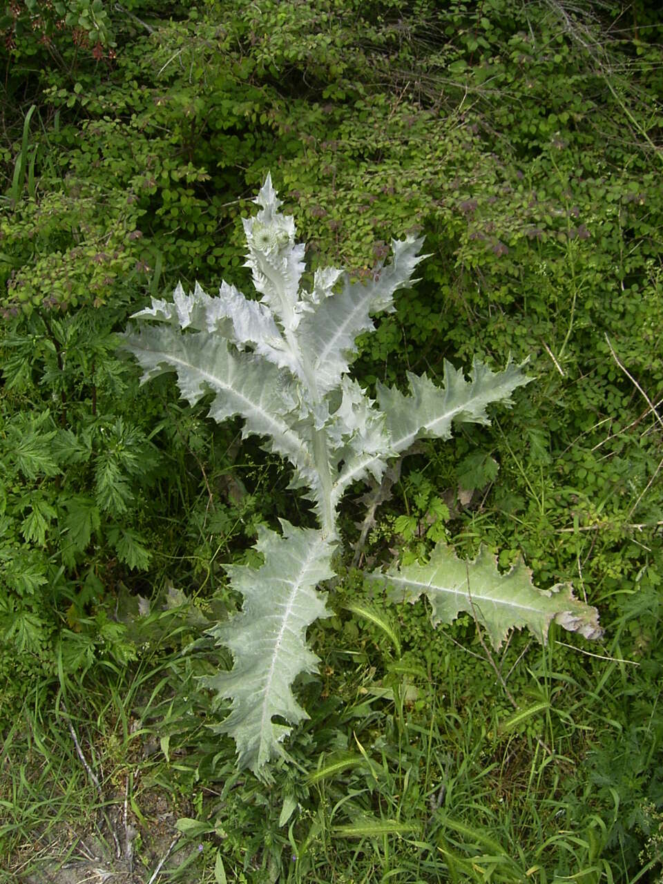 Image of Cotton Thistle