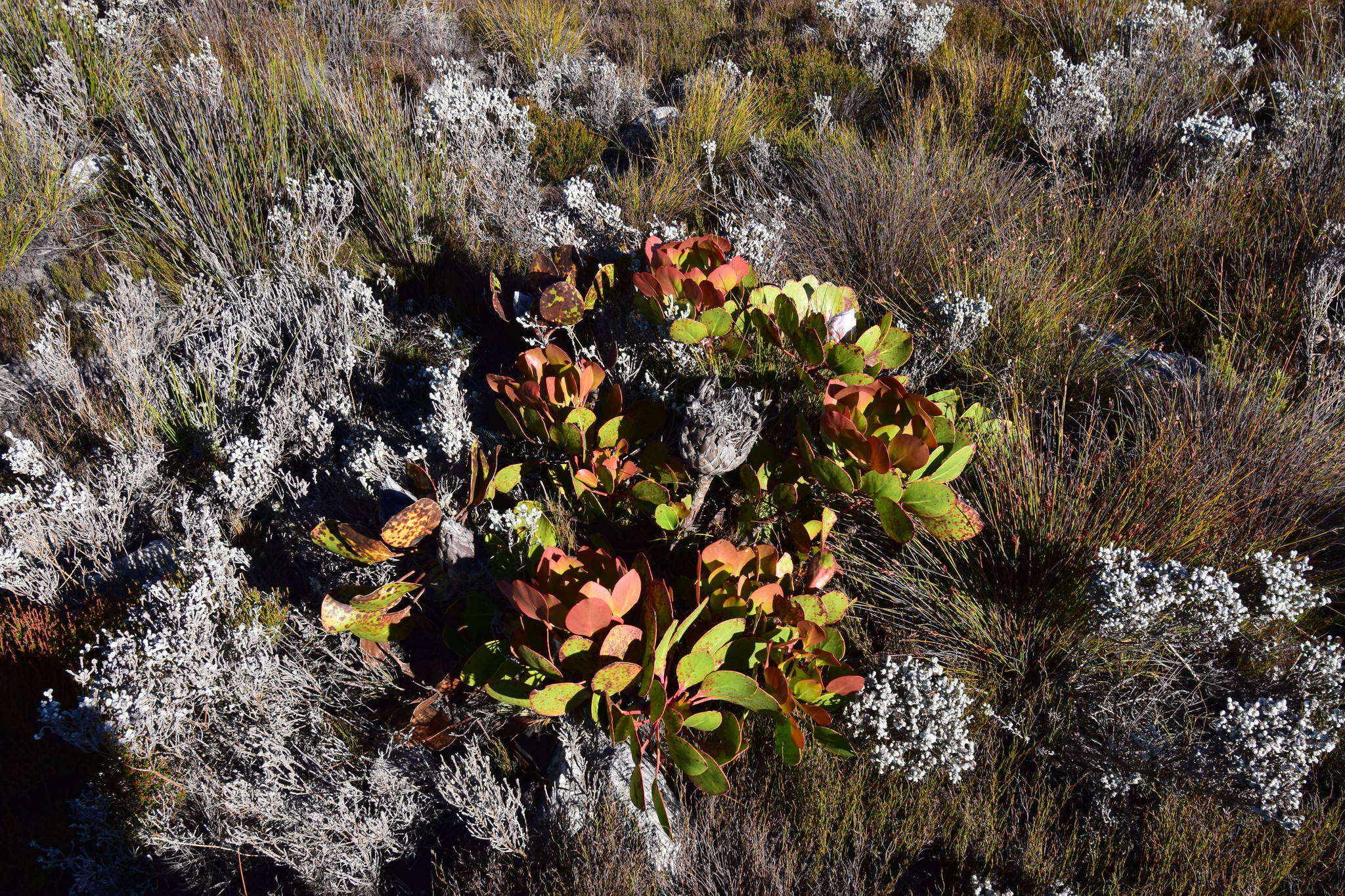 Imagem de Protea cynaroides (L.) L.