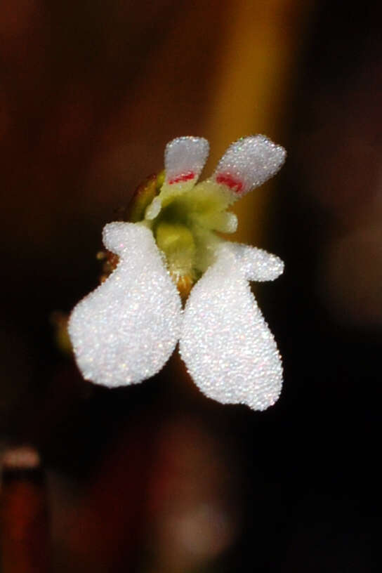 Sivun Stylidium kuva