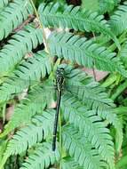 Imagem de Leptogomphus sauteri Ris 1912