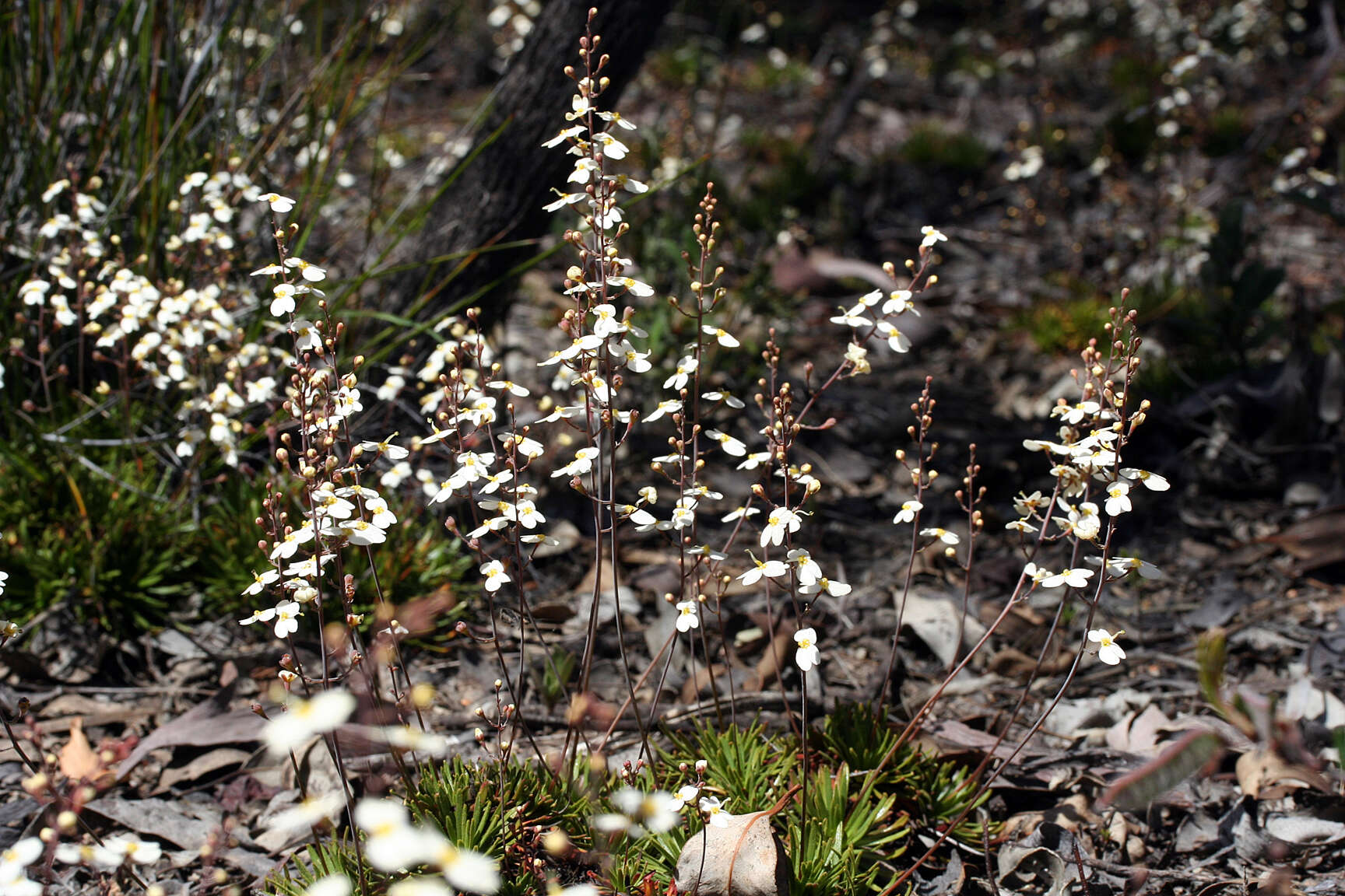 Sivun Stylidium kuva