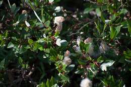 Image of diamondleaf willow